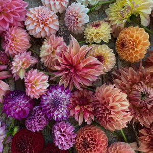 Dahlias. Erica Berman photo