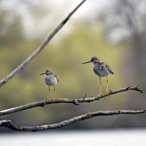 As you might expect from the name, the lesser yellowlegs (on the left in this photo) is diminutive as compared to the greater yellowlegs (on the right). Both species nest in wetlands of the Boreal Forest biome of Canada and Alaska and winter as far south as South America. Photo by Courtney Celley/USFWS, Public Domain, https://www.fws.gov/media/lesser-and-greater-yellowlegs.