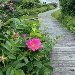 Boardwalk at Burnt Island. Courtesy photo