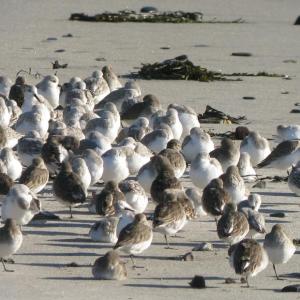 Shorebirds, like these dunlin and sanderlings on the beach in Biddeford Pool, grab quick naps during migration, as some of these are doing. (Photo courtesy of Jeff and Allison Wells)
