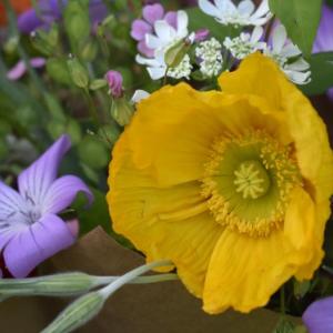 ISABELLE CURTIS/Boothbay Register