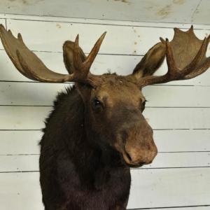 A mounted moose head offered as one of auction items at fair. Courtesy photo