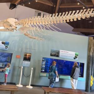 WHALE skeletion 