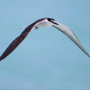 Bridled terns nest on islands across the tropics no closer to Maine than the Bahamas. One has been spotted around tern colonies from Eastern Egg Rock off New Harbor south to Stratton Island off Scarborough. Photo by JJ Harrison, courtesy of Wikimedia Commons.
