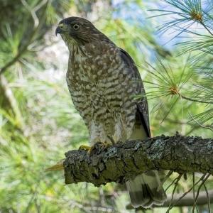 Broad-winged hawks are one of the more frequently seen hawks in summer in the eastern U.S. and southern Canada. Photo by Mykola Swarnyk, courtesy of Wikimedia Commons CC BY-SA 4.0 <https://creativecommons.org/licenses/by-sa/4.0>