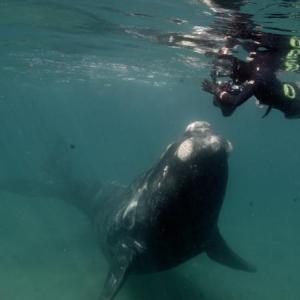 Calf looking up at Cheryl Dean. Courtesy of the Harbor Theater and filmmakers