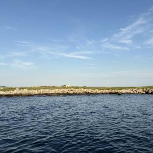 The low-lying island of Eastern Egg Rock, where, thanks to the efforts of Dr. Steve Kress and National Audubon's Seabird Institute, Atlantic puffins now once again breed in abundance, along with a cacophony of terns. Photo courtesy of Jeff Wells.