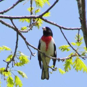 The term "rose" to describe the color on the breast of the rose-breasted grosbeak is among the more unusual of the color terms used in bird names. Photo courtesy of Jeff Wells.