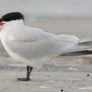 Caspian terns are the largest tern species in the world. They nest north and south of Maine, so migrants occasionally pass through the state. Photo by mdf. courtesy of Wikimedia Commons.