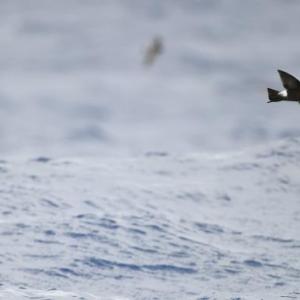 Adding to the adventure: spying Wilson's storm-petrels from the Hardy Boat on the way out to Eastern Egg Rock as well as on the way back to New Harbor. Photo by lwolfartist couresty of Wikimedia Commons