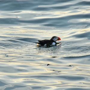 There are few activities as enjoyable as watching puffins off the coast of Maine on a hot summer evening, especially with members of the Natural Resources Council of Maine. (B Comeau/NRCM)