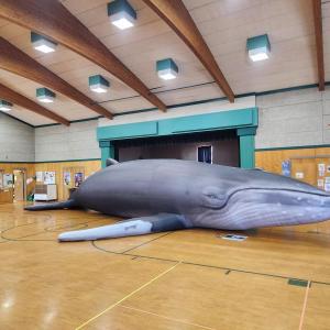 This life-size inflatable humpback whale, “Chunk," is at the Maine State Aquarium this Saturday! Immersive and interactive experience with  wildlife educator Jessica Woodend. Courtesy of Dottie Yunger