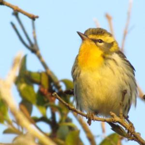 It's the time of year when the so-called "confusing fall warblers" can be found in forests and shrubby patches across the state as they migrate south for the winter. Photo courtesy of Jeff Wells