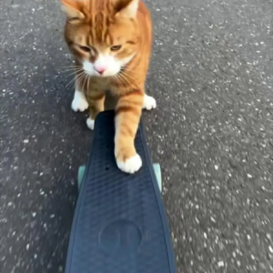 Don't miss CatVideoFest beginning Aug. 15 at the Lincoln Theater. Courtesy of the venue