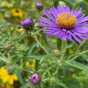 The plant sale on Aug. 22 will feature a wide selection of native and beneficial plant species grown specifically to thrive in Maine’s climate while supporting local pollinators, birds, and beneficial insects.