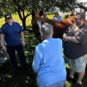 Horses