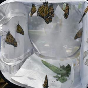New monarchs for Pollination Station. No one can resist Pollination Station's Willow Moon, an Eastern Screech Owl. LISA KRISTOFF/Boothbay Register  