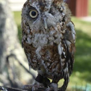 No one can resist Pollination Station's Willow Moon, an Eastern Screech Owl. LISA KRISTOFF/Boothbay Register  