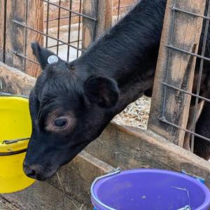 Cow Spa