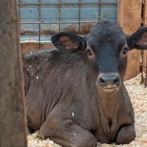 Cow Spa