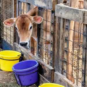 Cow Spa