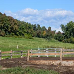 Cow Spa