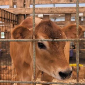 Cow Spa