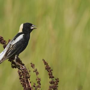 The bubbling song of bobolinks was a common sound across much of Maine, including the Boothbay Penninsula many decades ago when agriculture was more prevalent. Photo by Paul Danese, courtesy of Wikimedia Commons. 