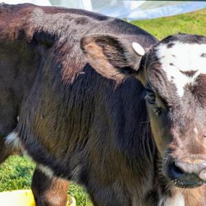 Cow Spa