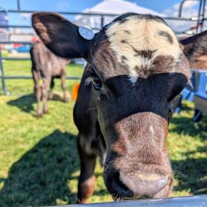 Cow Spa