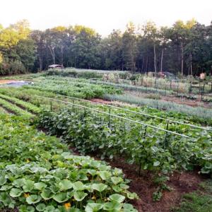 A Veggies to Table garden. Courtesy photo