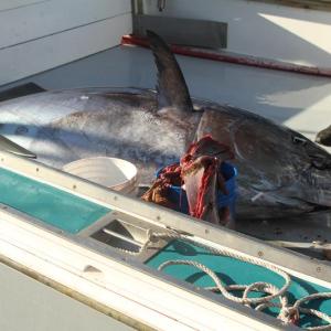 The  914-pound tuna. STEVE EDWARDS/Boothbay Register