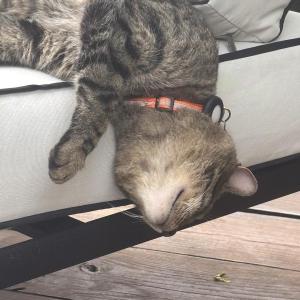 Tiger, aka "Little Man." Courtesy photo