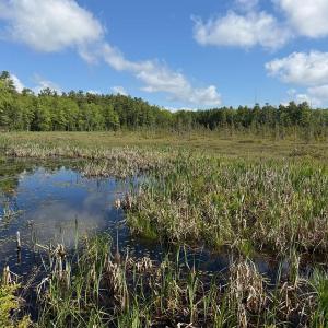 A view across Marsh River Bog toward Coastal Rivers’ newest conservation land in Newcastle, expanding connected habitat across 112 acres of forest and wetlands. Courtesy of Coastal Rivers