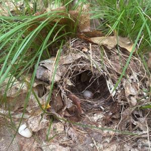 An ovenbird nest tucked discreetly into the leaf litter on the new property. These ground-nesting songbirds depend on large, undisturbed mature forests with thick leaf litter. Courtesy of Coastal Rivers