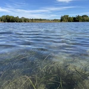 Beds of eelgrass wave gently in the current in Great Salt Bay. This humble plant plays an outsized role in storing carbon, reducing storm surge, and creating nursery habitat for fish and shellfish. Courtesy of Coastal Rivers