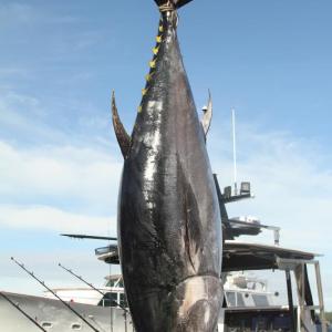 Dark Horse's 574-pound tuna. STEVE EDWARDS/Boothbay Register