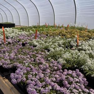 Home gardeners and aspiring growers can learn more about greenhouse technology and lighting at an upcoming UMaine Extension workshop held at the Coastal Maine Botanical Gardens in Boothbay on Oct. 17. Courtesy of University of Maine Cooperative Extension