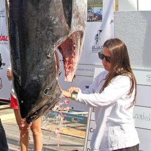 Tournament coordinator Jax Hepburn cleans ice out of a tuna. STEVE EDWARDS/Boothbay Register