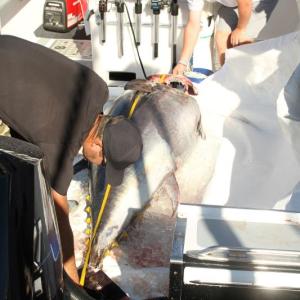 Measuring a tuna's length. STEVE EDWARDS/Boothbay Register