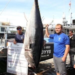 Nick Morley with his 694-pound tuna. STEVE EDWARDS/Boothbay Register