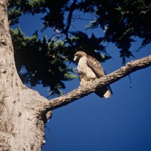 Hawks perch where they can best see the prey they are hunting. The authors recently saw a young red-tailed hawk, like the one here, perched on a mailbox at a farmhouse, perhaps hunting nearby house sparrows. Photo by Department of the Interior. U.S. Fish and Wildlife Service, courtesy of Wikicommons.
