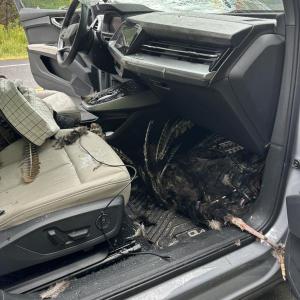 This turkey crashed through this car's windshield on Sept. 3. Courtesy of Mark Sullivan