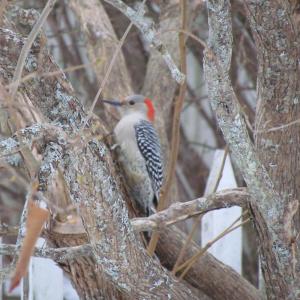 The expansion of red-bellied woodpecker populations into Maine that has taken place in Maine over the last twenty years has been documented thanks to the thousands of volunteer Maine birders who submit their records into eBird and other community science projects. Photo courtesy of Jeff Wells