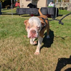 Harvesting Memories: BRVM Harvest Day 2026