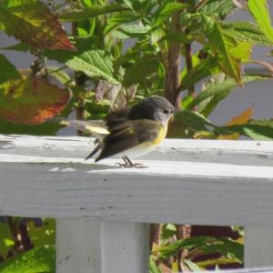 The authors were delighted when a late-for-the-season American restart joined the party at the cheery yellow plant. Courtesy of Jeff Wells