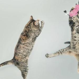 "CatVideoFest 2026" opens Friday, Oct. 16 at the Harbor Theater. Courtesy of the venue