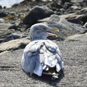  ISABELLE CURTIS/Boothbay Register