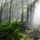 Forest Bathing