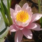 Lotus at Oak Point